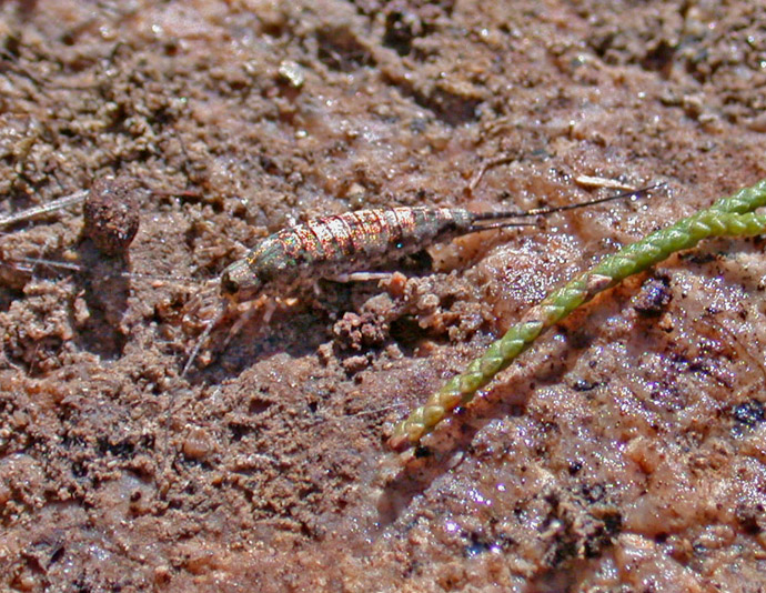 Microcoryphia:  Lepismachilis cfr. y-signata (Machilidae)